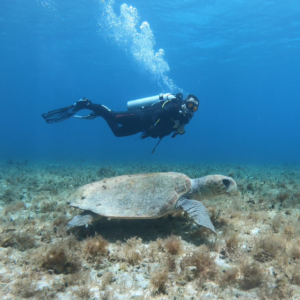 Best diving in Riviera Maya