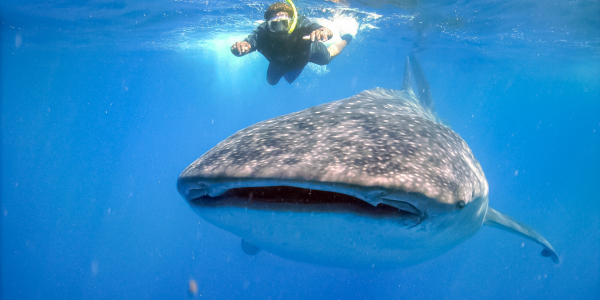 Snorkel Tiburón Ballena Mexico