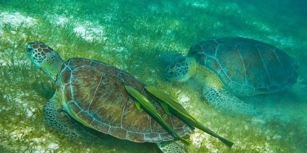 Snorkel Akumal
