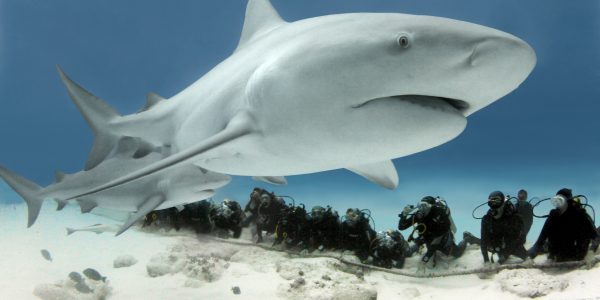 Buceo Tiburones Toros